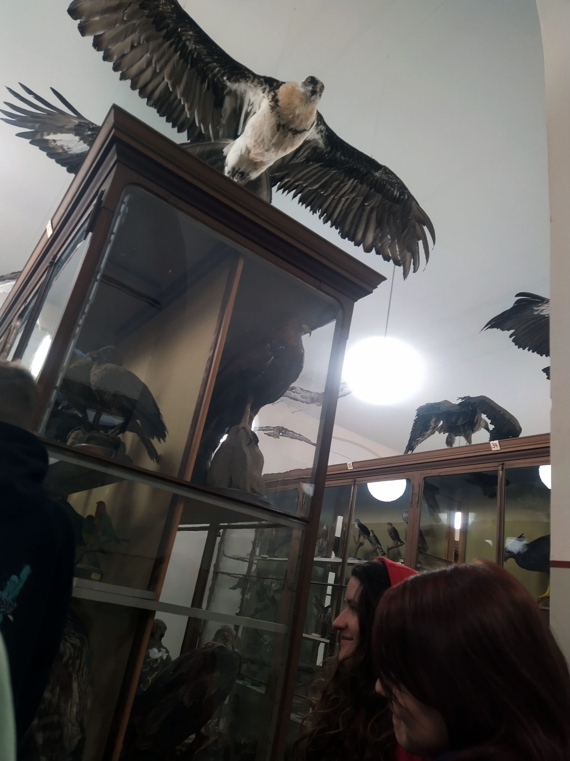Exkursion in die Zoologische Sammlung in Halle